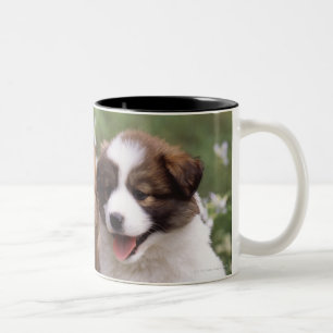 Zwei Welpen, die zusammen sitzen Zweifarbige Tasse
