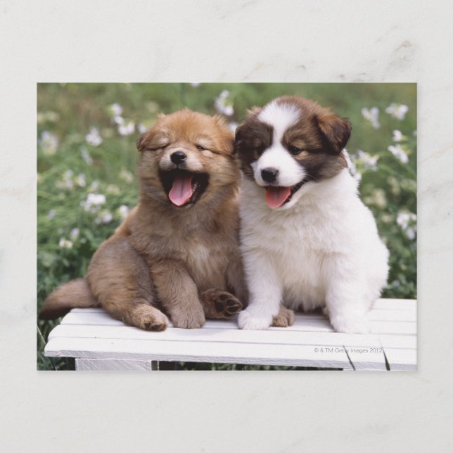 Zwei Welpen sitzen zusammen Postkarte (Vorderseite)