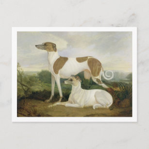 Zwei Windhunde in einer Landschaft (Öl auf Leinwan Postkarte