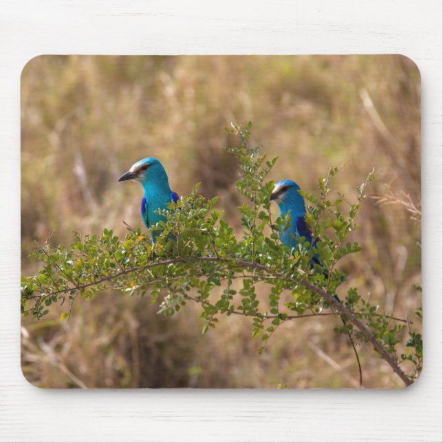 Zwei wunderschöne blaue Vögel auf einem Zweig Mousepad (Vorne)