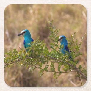 Zwei wunderschöne blaue Vögel auf einem Zweig Rechteckiger Pappuntersetzer
