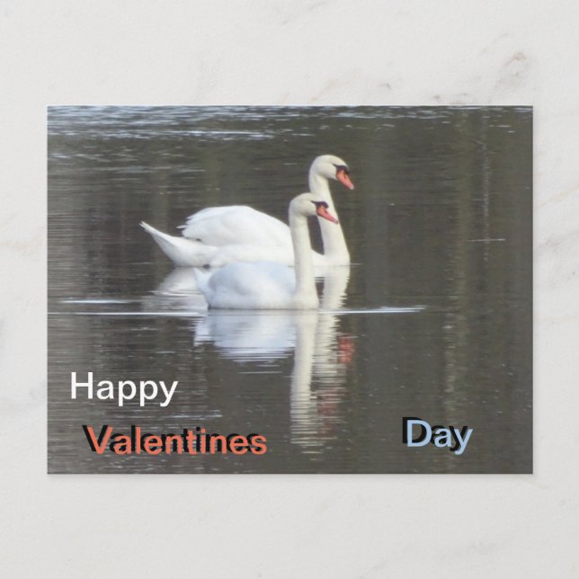 Zwei wunderschöne Swans Valentines Postcard Postkarte (Vorderseite)
