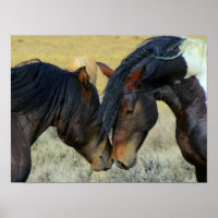 Zwei Wyoming Wild Horses Nuzzling Noses Poster