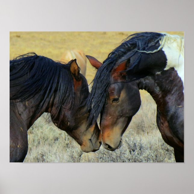 Zwei Wyoming Wild Horses Nuzzling Noses Poster (Vorne)