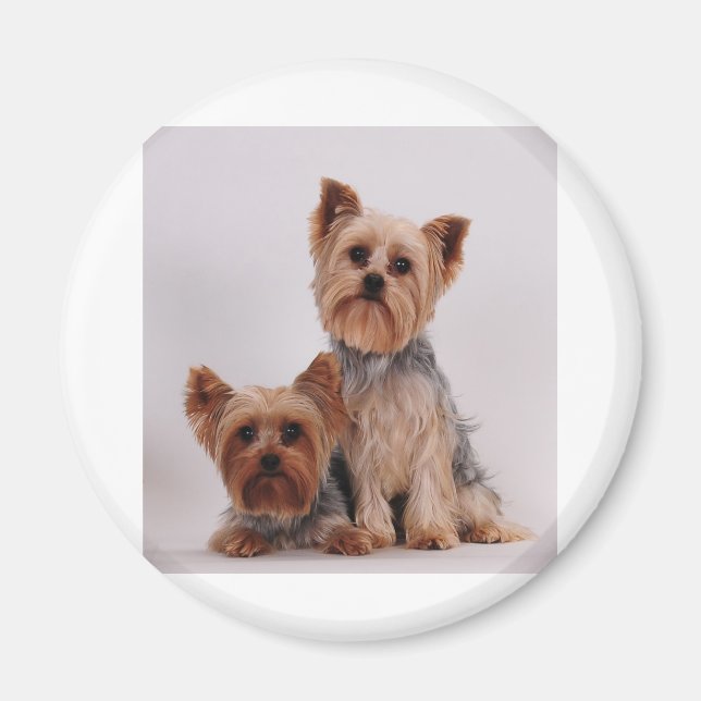 Zwei Yorkies Magnet (Vorne)