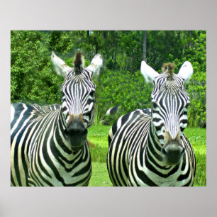 Zwei Zebras auf einer grünen Wiese Poster