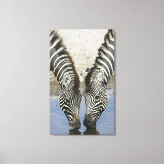 zwei Zebras (Equus quagga), Leinwanddruck
