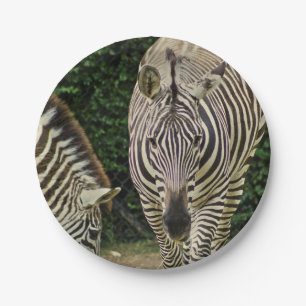 Zwei Zebras Pappteller