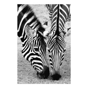 Zwei Zebras - Schwarzweiss-Fotodruck Fotodruck