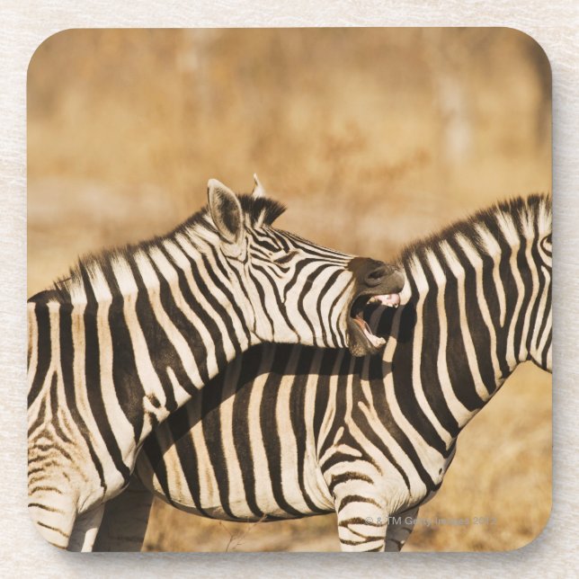 Zwei Zebras stehend im Gras Untersetzer (Vorderseite)