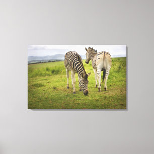Zwei Zebras, Südafrika Leinwanddruck