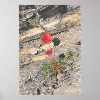 Zwei zwielichtig krebserregend poster