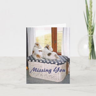 ZweidrahtFoxterrier im Fenster Karte