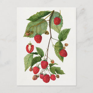 Zweig der Brombeerfrucht Aquarellmalerei Postkarte