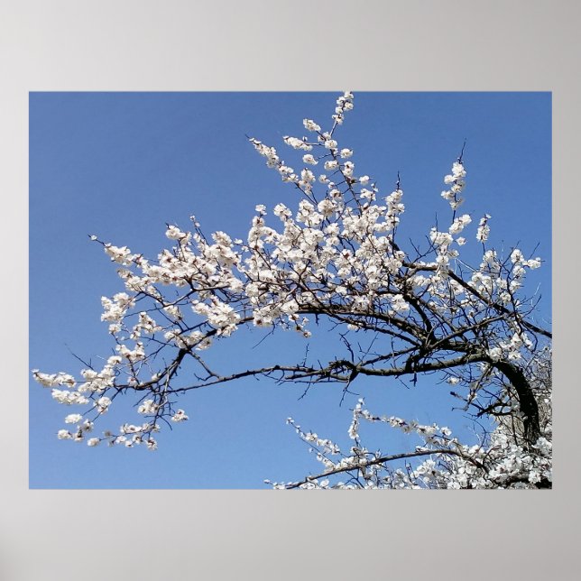 Zweig der Kirschblüte Poster (Vorne)