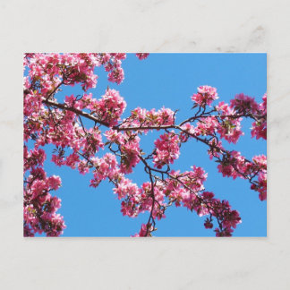 Zweig der Kirschblüten Postkarten