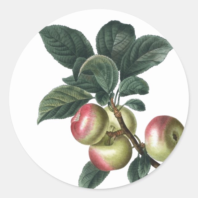 Zweig der roten Äpfel Runder Aufkleber (Vorderseite)
