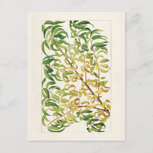 Zweig des Pfirsichs (Prunus Persica) Malerei Postkarte