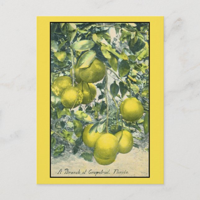 Zweig Grapefruit, Florida Postkarte (Vorderseite)