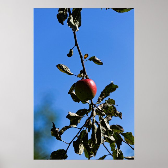 Zweige-Apfel Poster (Vorne)