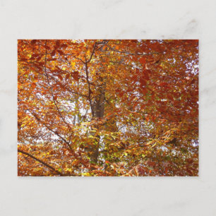Zweige der Orangen Blätter Herbstnatur Postkarte