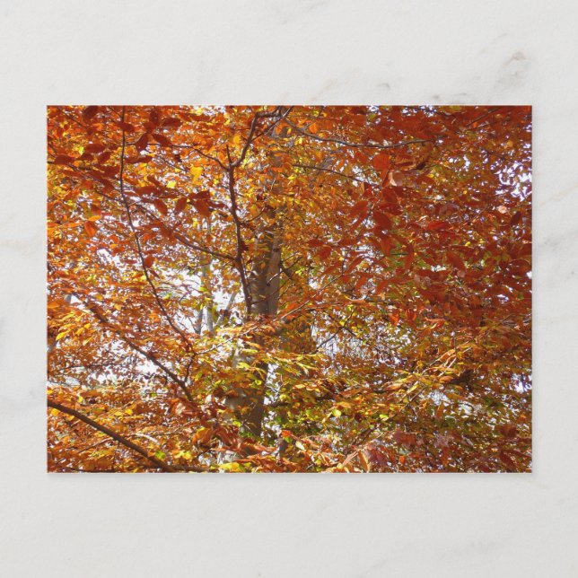 Zweige der Orangen Blätter Herbstnatur Postkarte (Vorderseite)