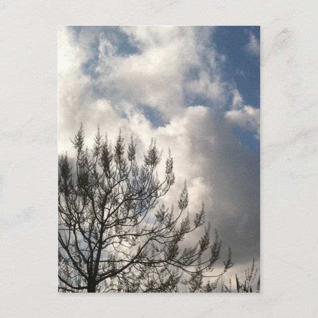 Zweige in den Wolken Postkarte (Vorderseite)