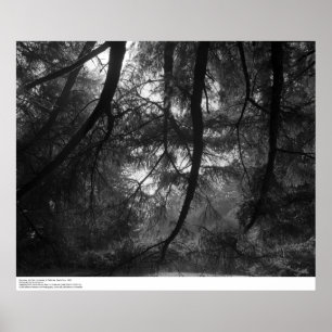 Zweige, in die Sonne, UC Santa Cruz, 1963 Poster