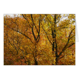 Zweige mit gelben Blättern in strahlendem Herbstla