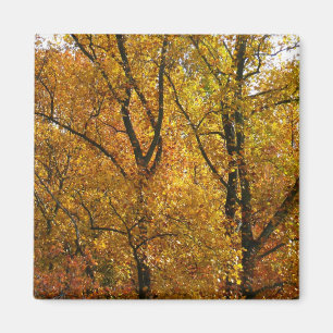 Zweige mit gelben Blättern in strahlendem Herbstla Magnet