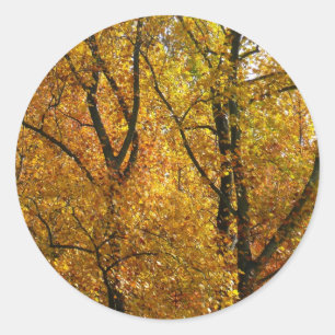 Zweige mit gelben Blättern in strahlendem Herbstla Runder Aufkleber