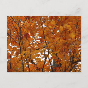 Zweige von Ahornblättern I Orange Herbst Postkarte