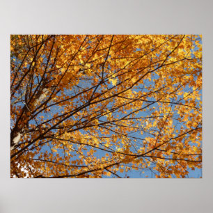 Zweige von Ahornblättern II Orange Herbst Poster
