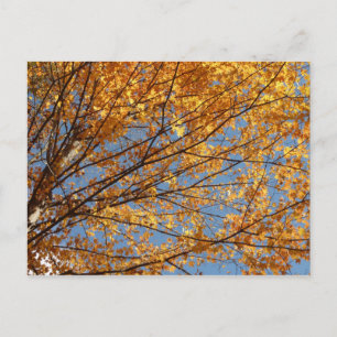 Zweige von Ahornblättern II Orange Herbst Postkarte