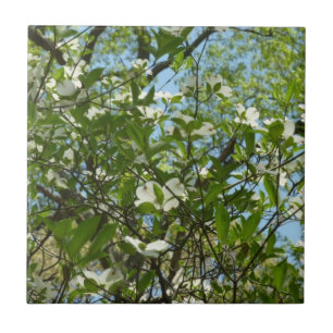 Zweige von Dogwood-Blüten Frühlingsbäume Fliese