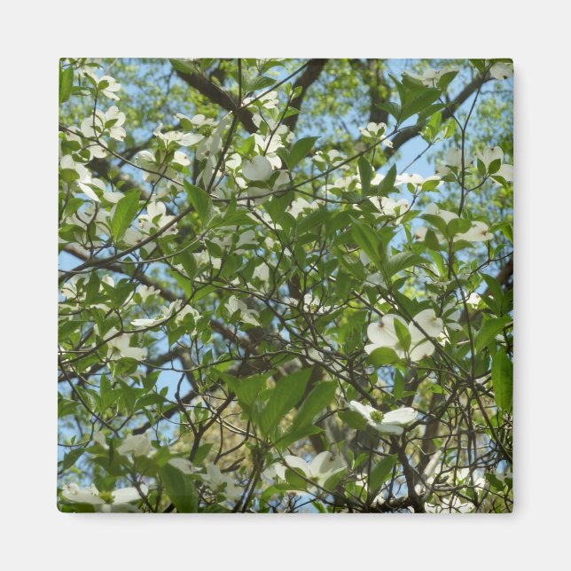 Zweige von Dogwood-Blüten Frühlingsbäume Magnet (Vorne)