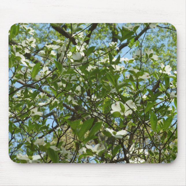 Zweige von Dogwood-Blüten Frühlingsbäume Mousepad (Vorne)