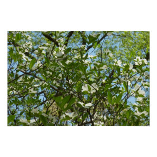 Zweige von Dogwood-Blüten Frühlingsbäume Poster