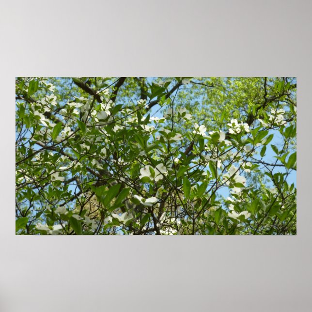 Zweige von Dogwood-Blüten Frühlingsbäume Poster (Vorne)