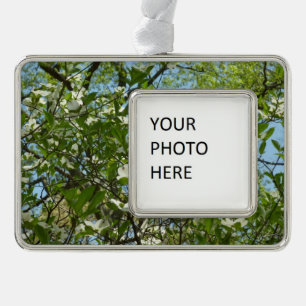 Zweige von Dogwood-Blüten Frühlingsbäume Rahmen-Ornament Silber