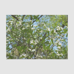 Zweige von Dogwood-Blüten Frühlingsbäume Seidenpapier
