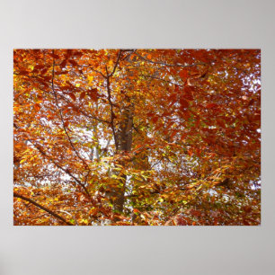 Zweige von orangen Blättern Herbst Natur Poster