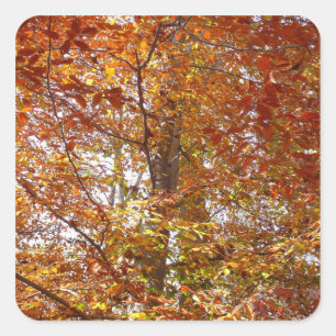 Zweige von orangen Blättern Herbst Natur Quadratischer Aufkleber