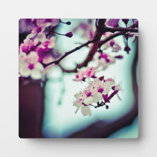 Zweigstelle Cherry Blossom Fotoplatte