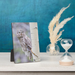 Zweigstelle Great Gray Aspen Tree Fotoplatte