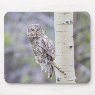 Zweigstelle Great Gray Aspen Tree Mousepad