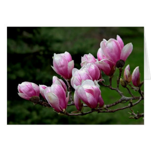 Zweigstelle Magnolia