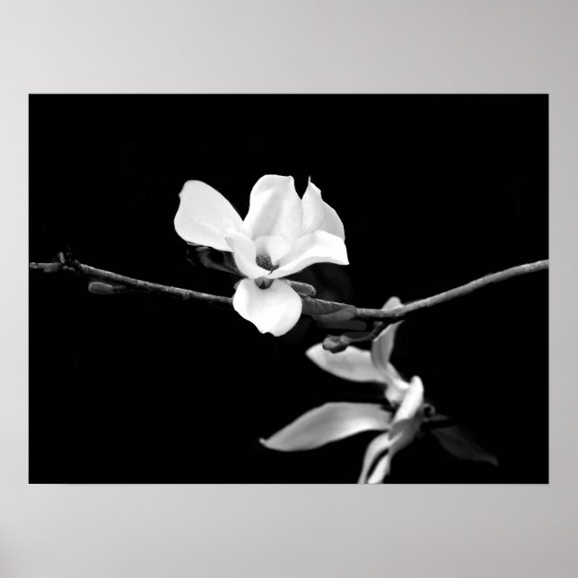 Zweigstelle Magnolia Poster (Vorne)