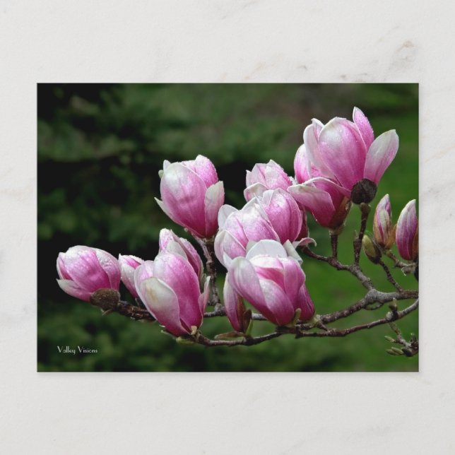 Zweigstelle Magnolia Postkarte (Vorderseite)