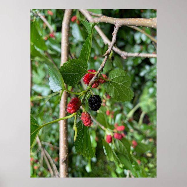 Zweigstelle Mullberry Poster (Vorne)